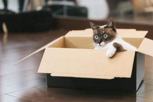 箱から猫